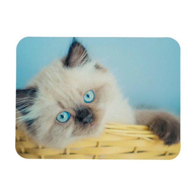 Magnet Flexible Animaux de bébés cutest | Himalaya Seal Point Cat (Horizontal)