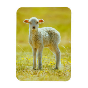 Magnet Flexible Animaux de bébés cutest   Jeune mouton