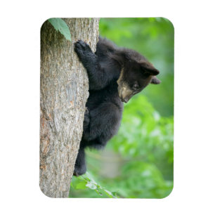 Magnet Flexible Animaux de bébés cutest   Jeune ours Ours Noir