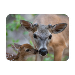 Magnet Flexible Animaux de bébés cutest Key Deer Stag & Fawn