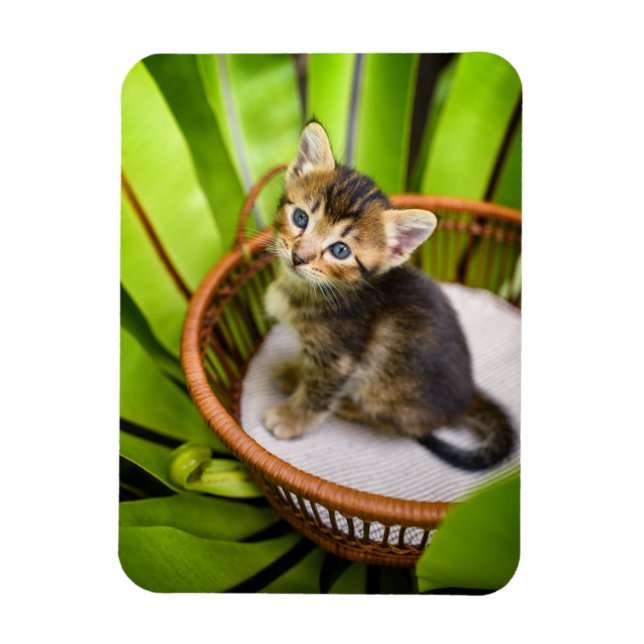 Magnet Flexible Animaux de bébés cutest | Kitten dans le panier (Vertical)