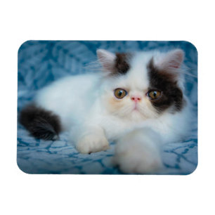 Magnet Flexible Animaux de bébés cutest   Kitten noir et blanc