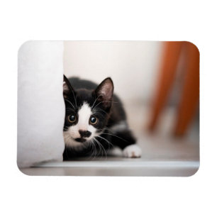 Magnet Flexible Animaux de bébés cutest   Kitten noir et blanc