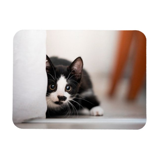 Magnet Flexible Animaux de bébés cutest | Kitten noir et blanc (Horizontal)