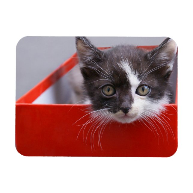 Magnet Flexible Animaux de bébés cutest | Kitten noir et blanc (Horizontal)