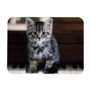 Magnet Flexible Animaux de bébés cutest Kitten sur Touches de pi