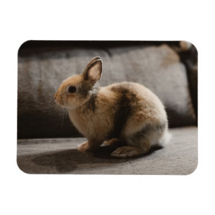 Magnet Flexible Animaux de bébés cutest   Lapin nain de Pays-Bas