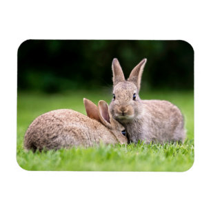 Magnet Flexible Animaux de bébés cutest   Lapins de lapin sauvage