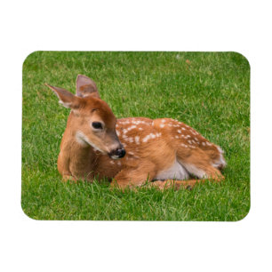 Magnet Flexible Animaux de bébés cutest Little Fawn