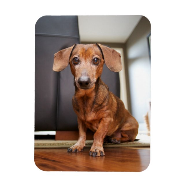 Magnet Flexible Animaux de bébés cutest | Mini chiot (Vertical)