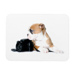 Magnet Flexible Animaux de bébés cutest Old Tyme British Bulldog