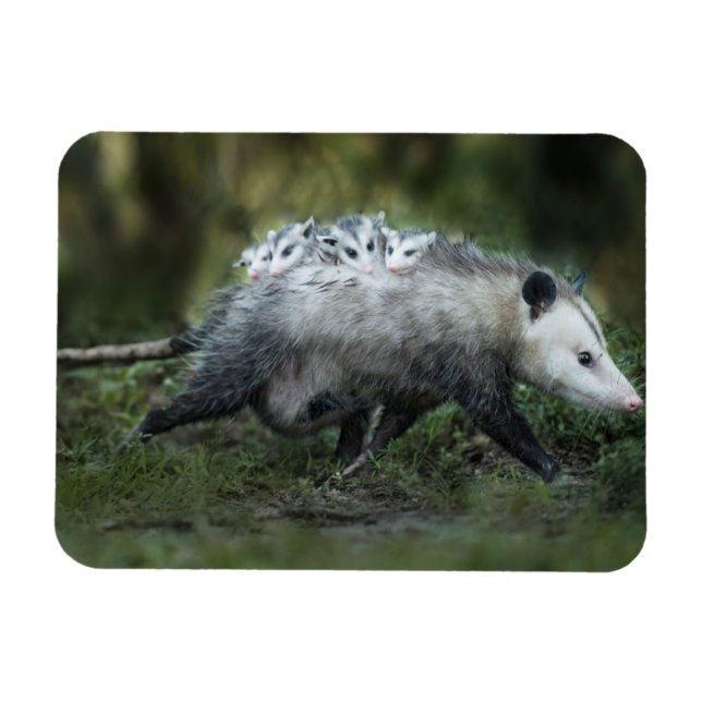 Magnet Flexible Animaux de bébés cutest | Opossum Maman & Kids (Horizontal)