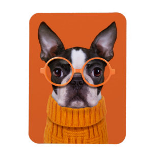 Magnet Flexible Animaux de bébés cutest   Orange Boston Terrier