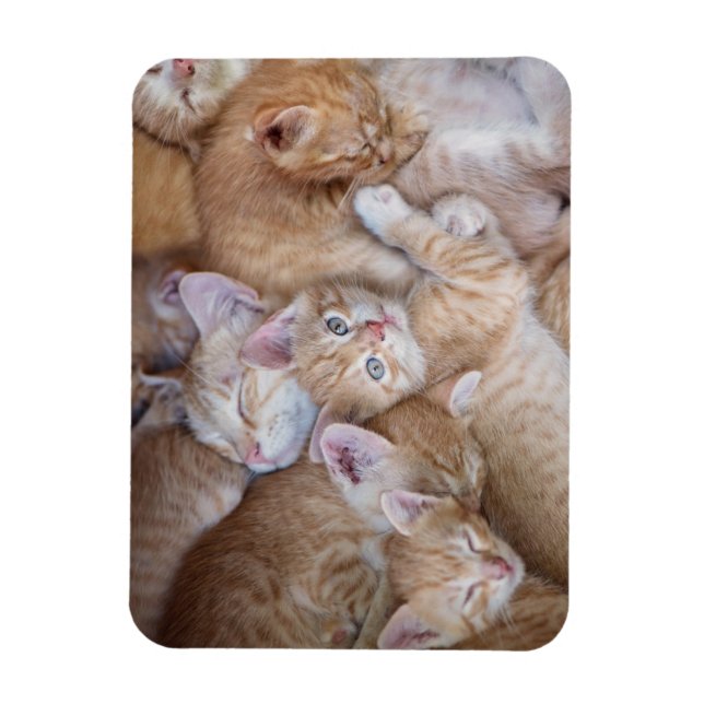 Magnet Flexible Animaux de bébés cutest | Orange Kitten Pile (Vertical)
