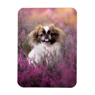Magnet Flexible Animaux de bébés cutest Pekingese Puppy
