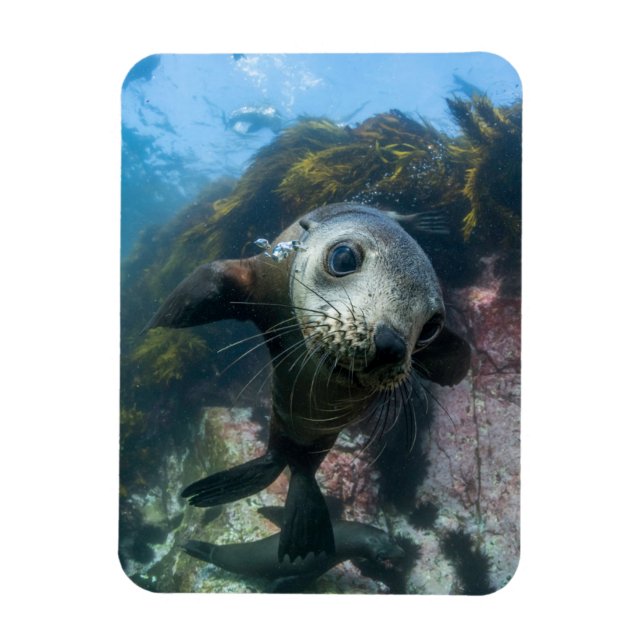 Magnet Flexible Animaux de bébés cutest | Phoque sous-marin Cape F (Vertical)