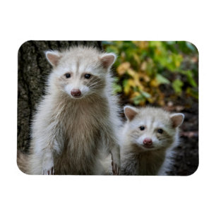 Magnet Flexible Animaux de bébés cutest   Raccoons jeunes blonds