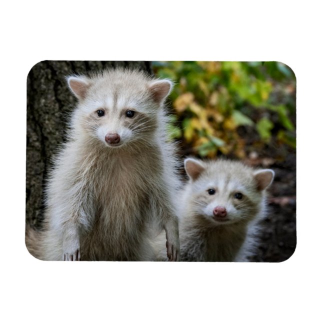 Magnet Flexible Animaux de bébés cutest | Raccoons jeunes blonds (Horizontal)
