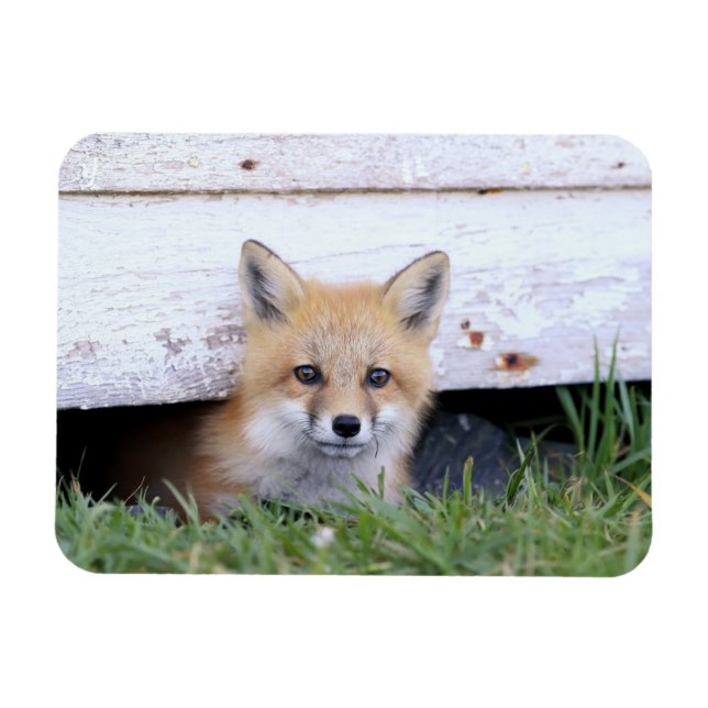 Magnet Flexible Animaux de bébés cutest | Red Fox Kit Peeking (Horizontal)