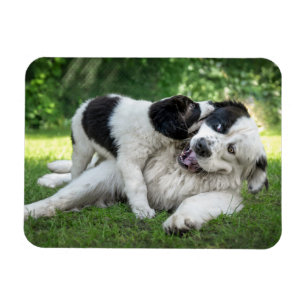 Magnet Flexible Animaux de bébés cutest   Remorque