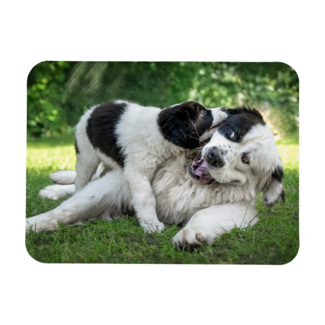 Magnet Flexible Animaux de bébés cutest | Remorque (Horizontal)