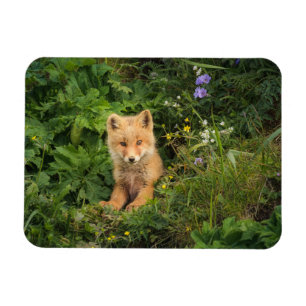 Magnet Flexible Animaux de bébés cutest   Renard rouge à Umnak Ala