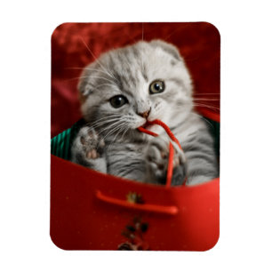 Magnet Flexible Animaux de bébés cutest Scottish Fold Kitten