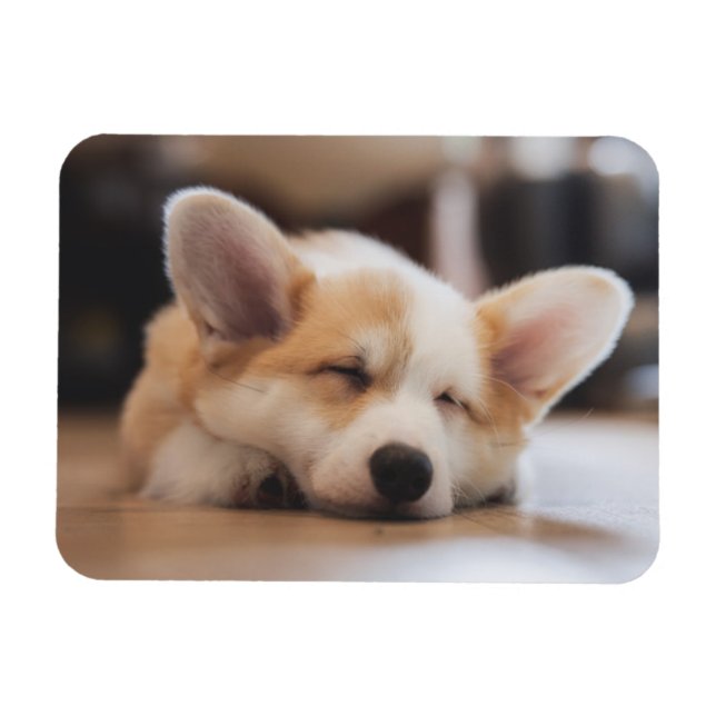 Magnet Flexible Animaux de bébés cutest | Sleepy Corgi (Horizontal)