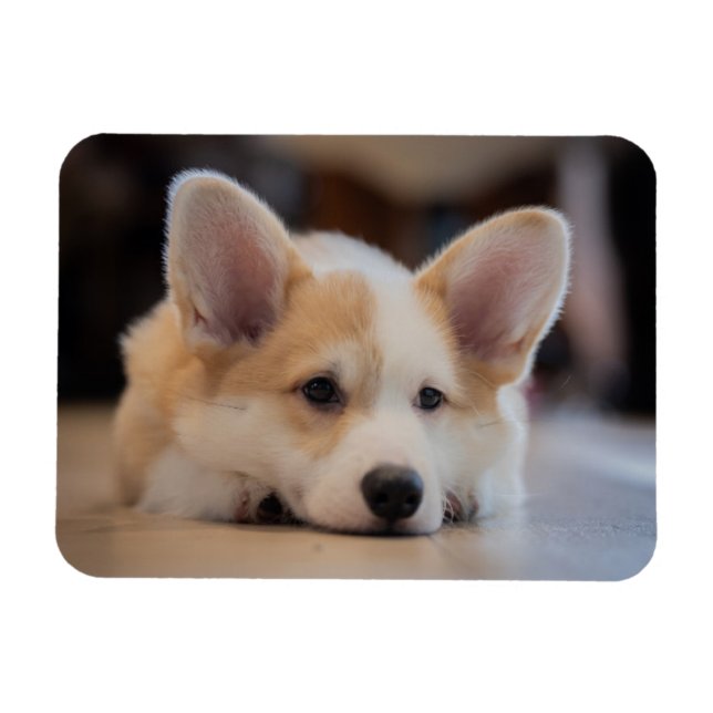 Magnet Flexible Animaux de bébés cutest | Sleepy Corgi Puppy (Horizontal)