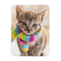 Animaux de bébés cutest | Tabby Kitten Écharpe arc