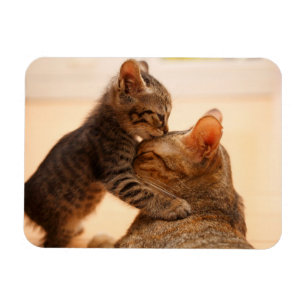 Magnet Flexible Animaux de bébés cutest   Tabby Kitten Kiss