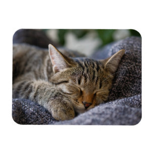 Magnet Flexible Animaux de bébés cutest Tabby Kitten Sommeil