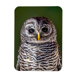 Magnet Flexible Animaux de bébés cutest   Tawny Owl