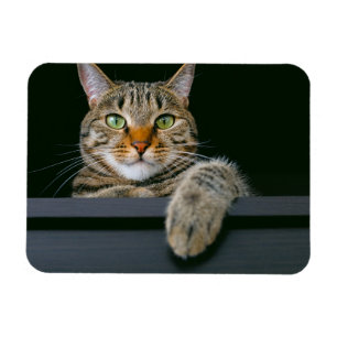 Magnet Flexible Animaux de bébés cutest   Tête de chat gris Tabby