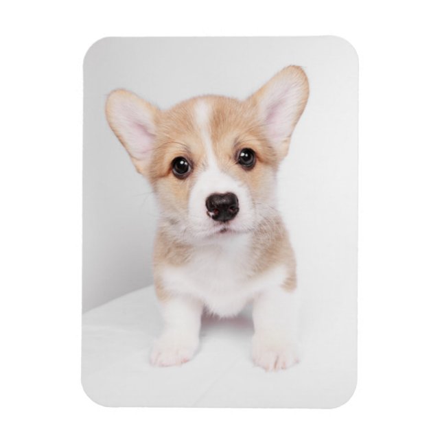 Magnet Flexible Animaux de bébés cutest | Tiny Corgi (Vertical)