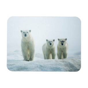 Magnet Flexible Animaux de bébés cutest   Trois jeunes ours polair