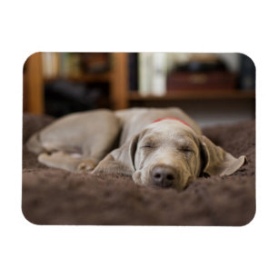 Magnet Flexible Animaux de bébés cutest Weimaraner Puppy Sleepin