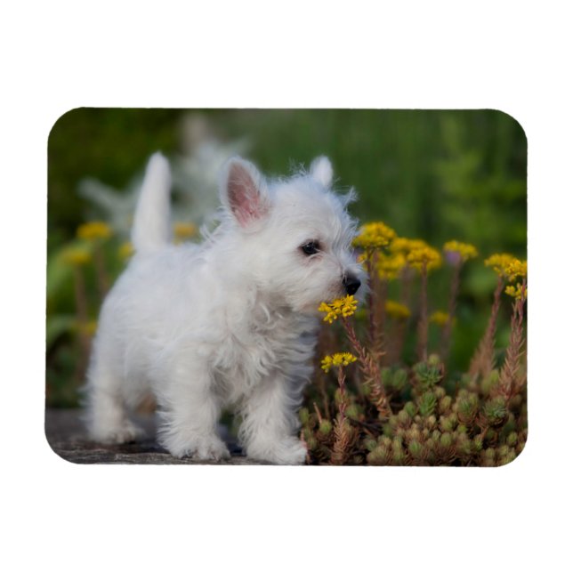 Magnet Flexible Animaux de bébés cutest | West Highland White Terr (Horizontal)