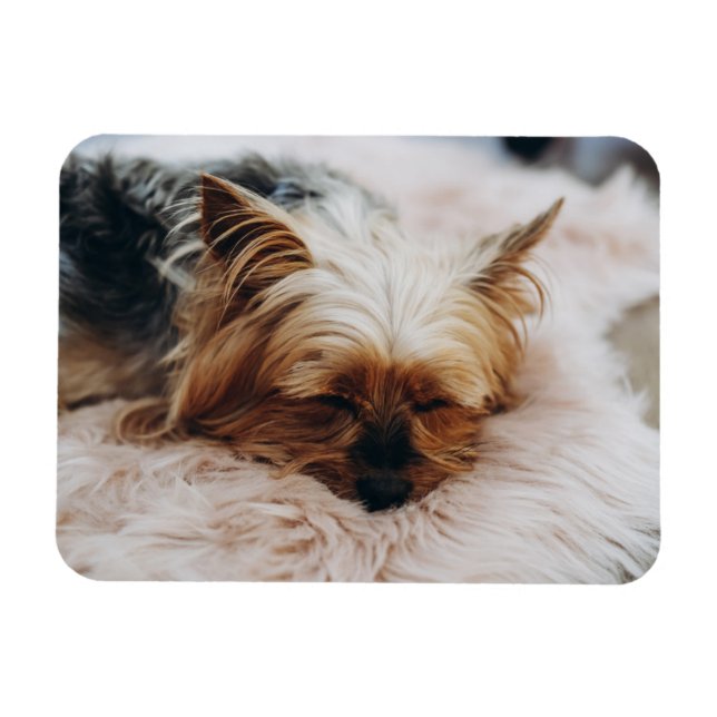 Magnet Flexible Animaux de bébés cutest | Yorkshire Terrier (Horizontal)