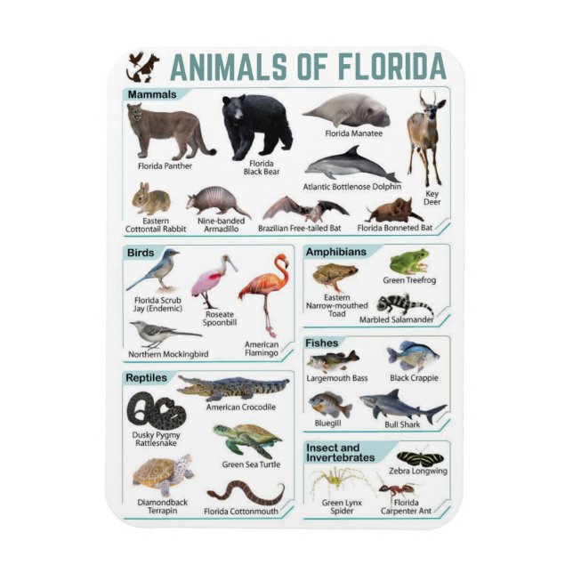 Magnet Flexible Animaux de Floride, faune sauvage de Floride, État (Vertical)