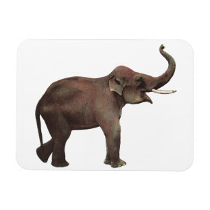 Magnet Flexible Animaux sauvages vintage, Éléphants d'Asie bonne c