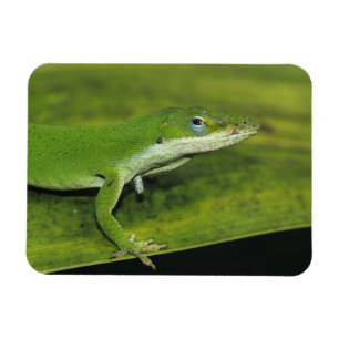 Magnet Flexible Anolis vert, Anolis carolinensis, adulte sur un pa