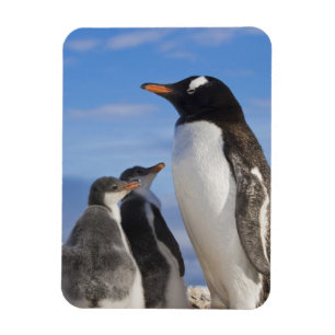 Magnet Flexible Antarctique, Anse Neko (Port). Manchot papou 2