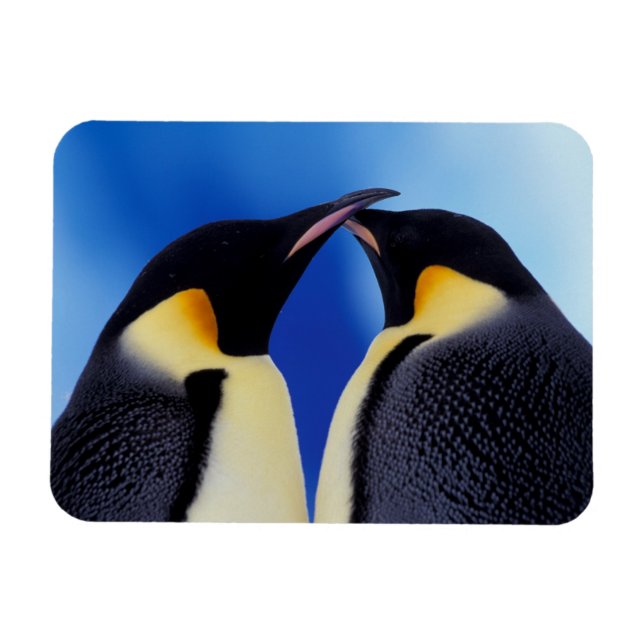 Magnet Flexible Antarctique, Empereur Penguins (Horizontal)