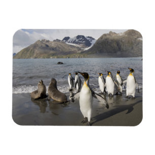 Magnet Flexible Antarctique, île de Géorgie du Sud (Royaume-Uni),