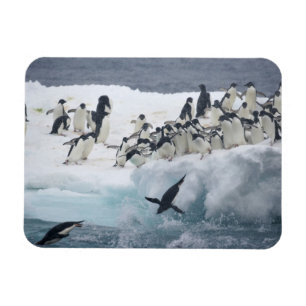 Magnet Flexible Antarctique, île Paulet. Manchots Adélie