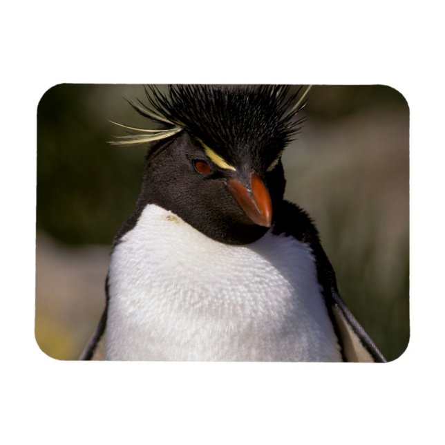 Magnet Flexible Antarctique, îles subantarctiques, Sud 5 (Horizontal)