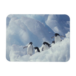 Magnet Flexible Antarctique. Manchots Adélie