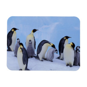 Magnet Flexible Antarctique, Manchots empereurs