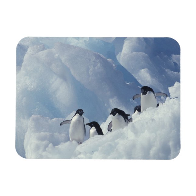 Magnet Flexible Antarctique. Pingouins d'Adelie (Horizontal)